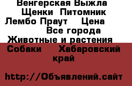 Венгерская Выжла. Щенки. Питомник Лембо Праут. › Цена ­ 35 000 - Все города Животные и растения » Собаки   . Хабаровский край